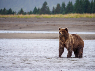 Coastal brown bear, also known as Grizzly Bear (Ursus Arctos). Cook Inlet. South Central Alaska. United States of America (USA).