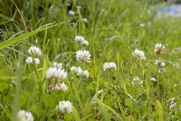 white flowers in the grass