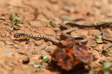 snake on the rock