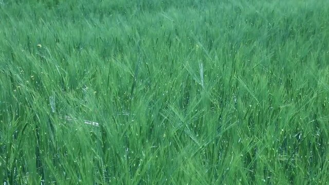 V&iacute;deo de Campo de trigo verde