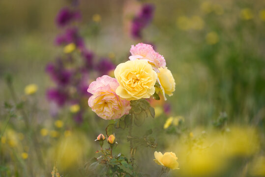 Roses