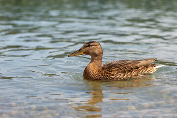 Juvenile female mallard floating on the lake in close-up view.