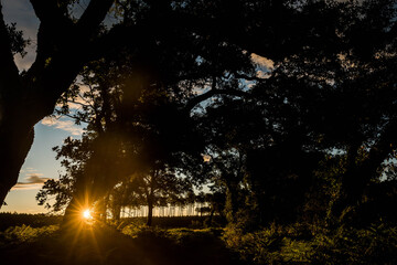 cork oak forest at dawn