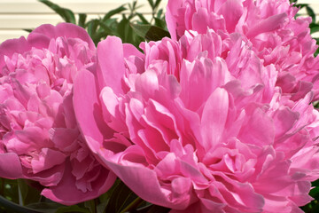 pink peony flower