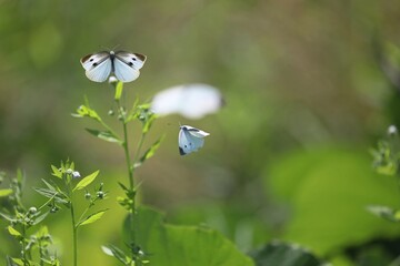 モンシロチョウの飛翔