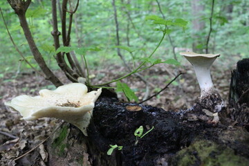 Mushrooms grow on a stump in a summer forest
