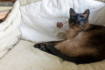 Siamese cat lies in baby crib.