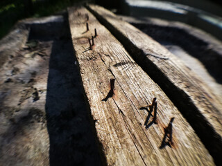 Rusty nails on an old wood Plank. texture. Macro photography