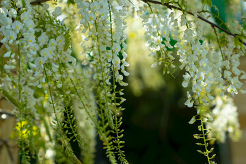  White blooming tree in the botanic park, romantic fresh background. Spring in Cadiz, Andalusia, Spain, Europa. 