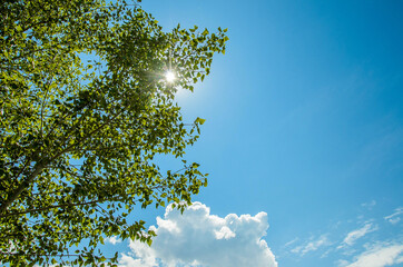 The sun breaks through bright rays through the green foliage against a blue sky