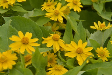 yellow flowers in the garden