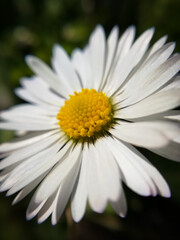 close-up of a white daisy. Macro photography