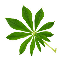 Lupinus polyphyllus green leaf