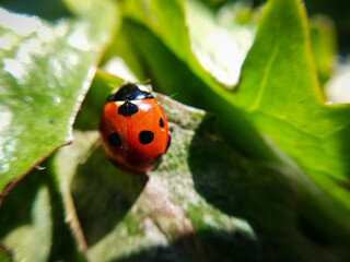 ladybug on a leaf. Macro photography of nature. 