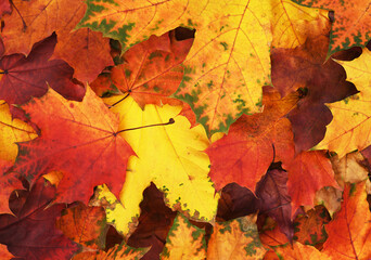 Naklejka na ściany i meble Closeup of autumn colorful leaves for background