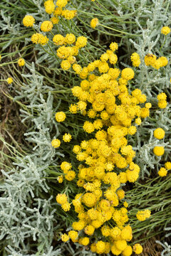 Fleurs jaunes de la Santoline petit cyprès
