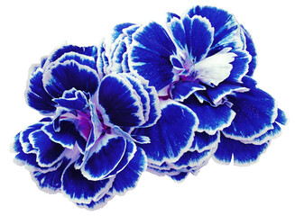 flower carnations  blue isolated on a white background. No shadows with clipping path. Close-up. Nature.