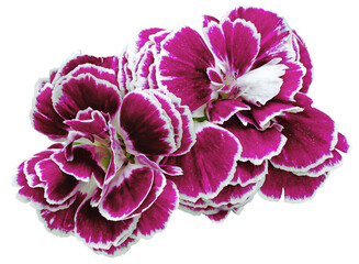 flower carnations  purple isolated on a white background. No shadows with clipping path. Close-up. Nature.