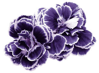 flower carnations  violet  isolated on a white background. No shadows with clipping path. Close-up. Nature.