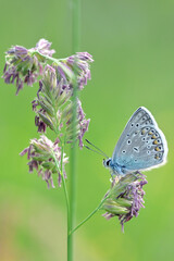 Glaucopsyche alexis blue butterfly  Lycaenidae