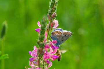 A beautiful butterfly sits on a flower. Photographed close-up.