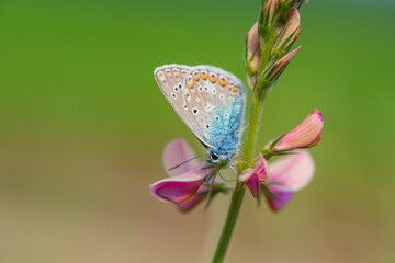 A beautiful butterfly sits on a flower. Photographed close-up.