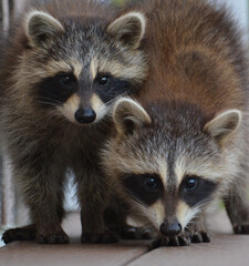 Two raccoons walking along deck