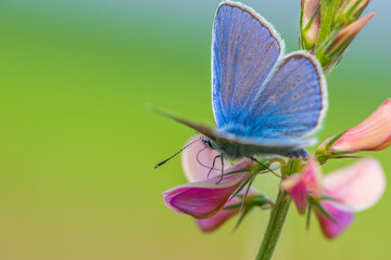 A beautiful butterfly sits on a flower. Photographed close-up.