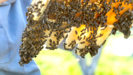frames where honeybees could build natural comb within