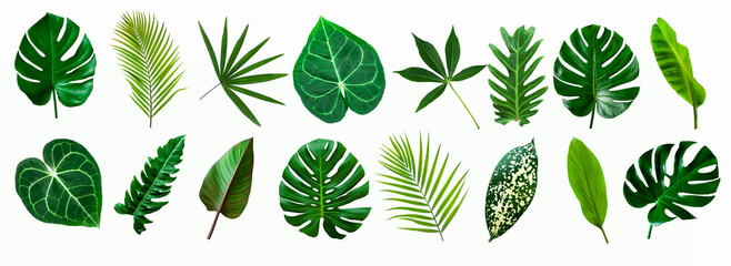 set of green monstera palm and tropical plant leaf isolated on white background for design...