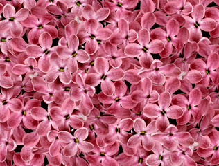 Floral  red  background. A bouquet of lilac flowers.  Close-up.  floral collage.  Flower composition. Nature.