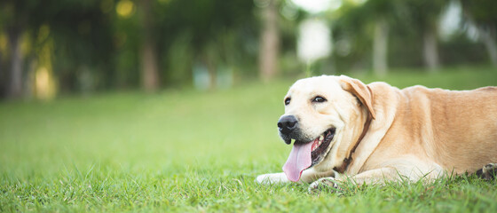 Dog shy guilty is a shelter hound waiting looking up with lonely eye an intense stare outdoors in...