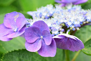 hydrangea