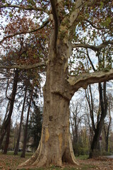 tree in the park