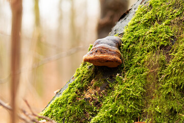 Tree Trunk and his guest