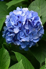 hydrangea