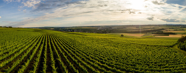 Luchtfoto / Drone panorama van wijngaard en landbouwvelden in Rheinhessen Duitsland dichtbij Nieder-Olm met ondergaande zon