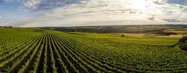 Poster Luchtfoto / Drone panorama van wijngaard en landbouwvelden in Rheinhessen Duitsland dichtbij Nieder-Olm met ondergaande zon © Tobias