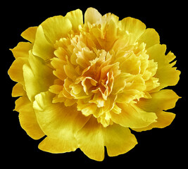 flower  yellow peony.   Flower isolated on the black background. No shadows with clipping path. Close-up. Nature.