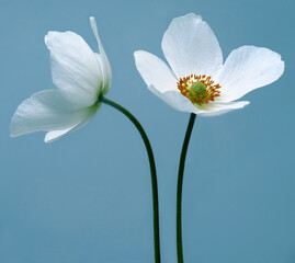 White beautiful primrose. Flowers on a green stem. Studio shot.Flowers on a blue background. Nature.