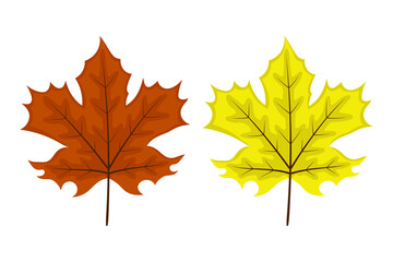 Two maple leaves on a white background.