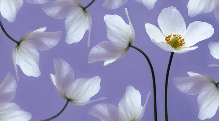 White beautiful primroses on a green stem. Flowers and petals on a purple  background. Greeting card. Nature.