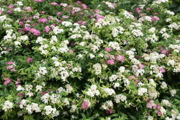 Spirea japonica au printemps au jardin