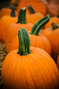 Pumpkins for sale at a pumpkin patch