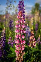 Fototapeta premium Lupine flowers in the open air, on the field, close-up.