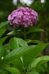 hydrangea