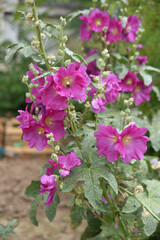 Rose-trémière rose au printemps au jardin