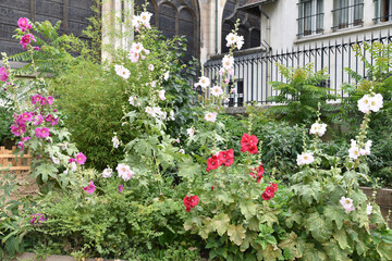 Fototapeta na wymiar Roses-trémières multicolore au printemps au jardin