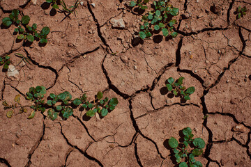 The little plant growing in the dry mud
