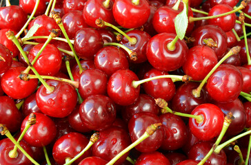 Red ripe cherry with drops of water close-up